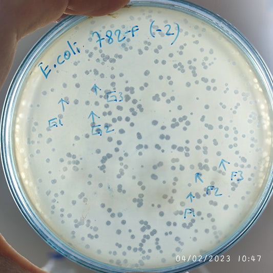 Escherichia coli bacteriophage 100782F