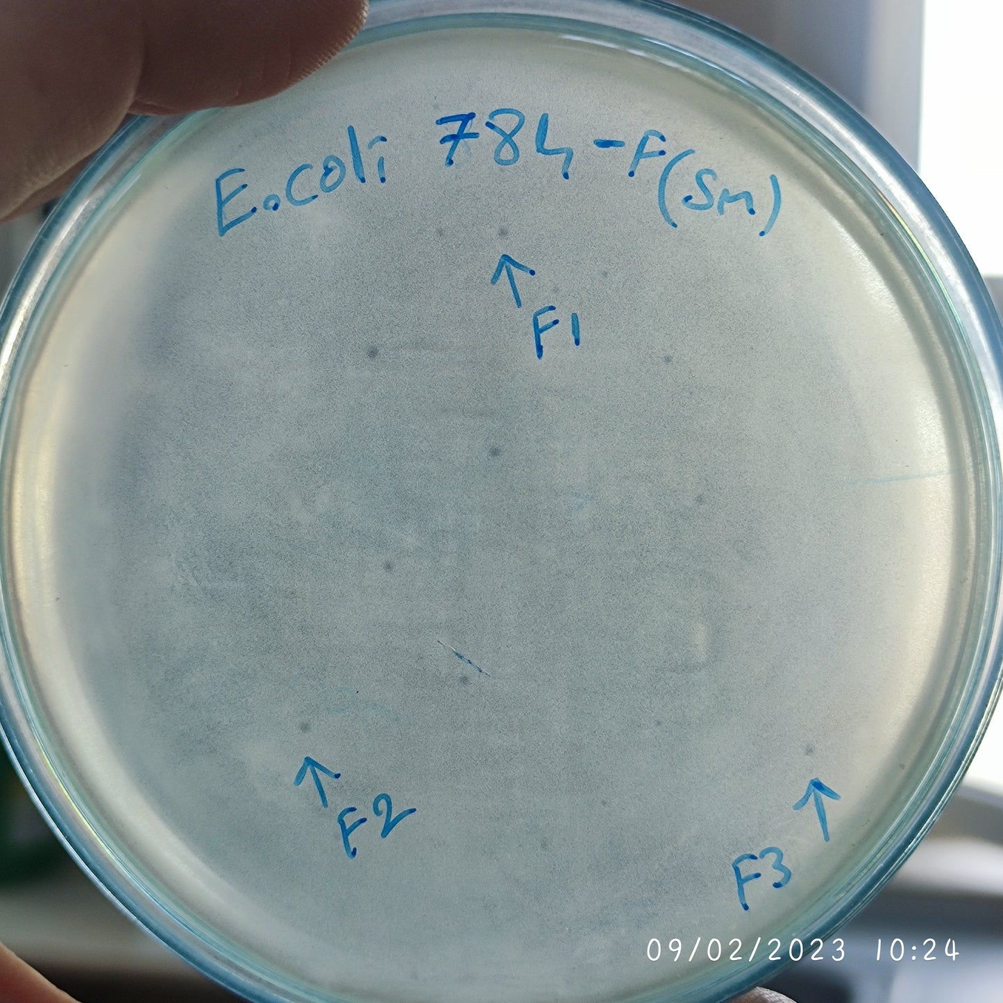 Escherichia coli bacteriophage 100784F