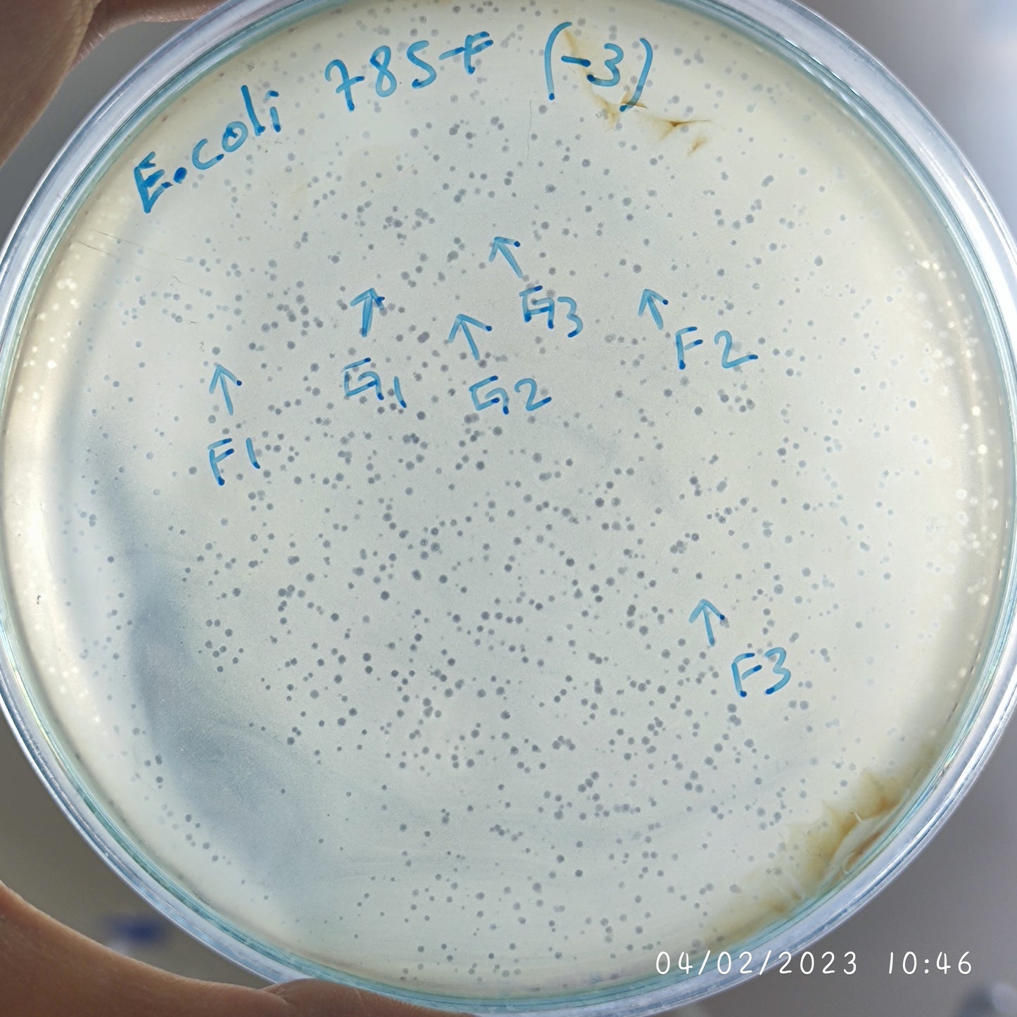 Escherichia coli bacteriophage 100785F