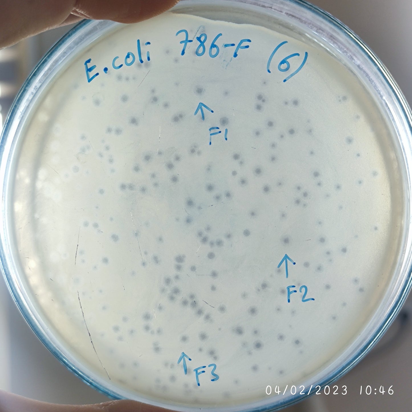 Escherichia coli bacteriophage 100786F