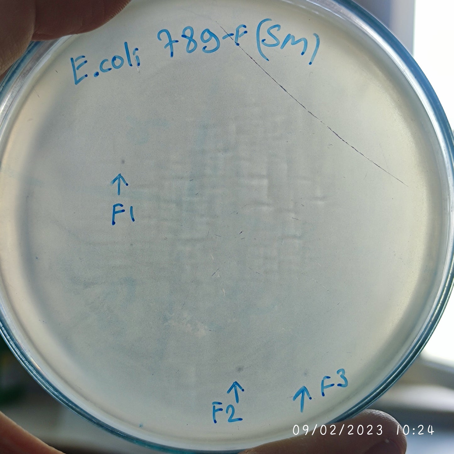 Escherichia coli bacteriophage 100789F