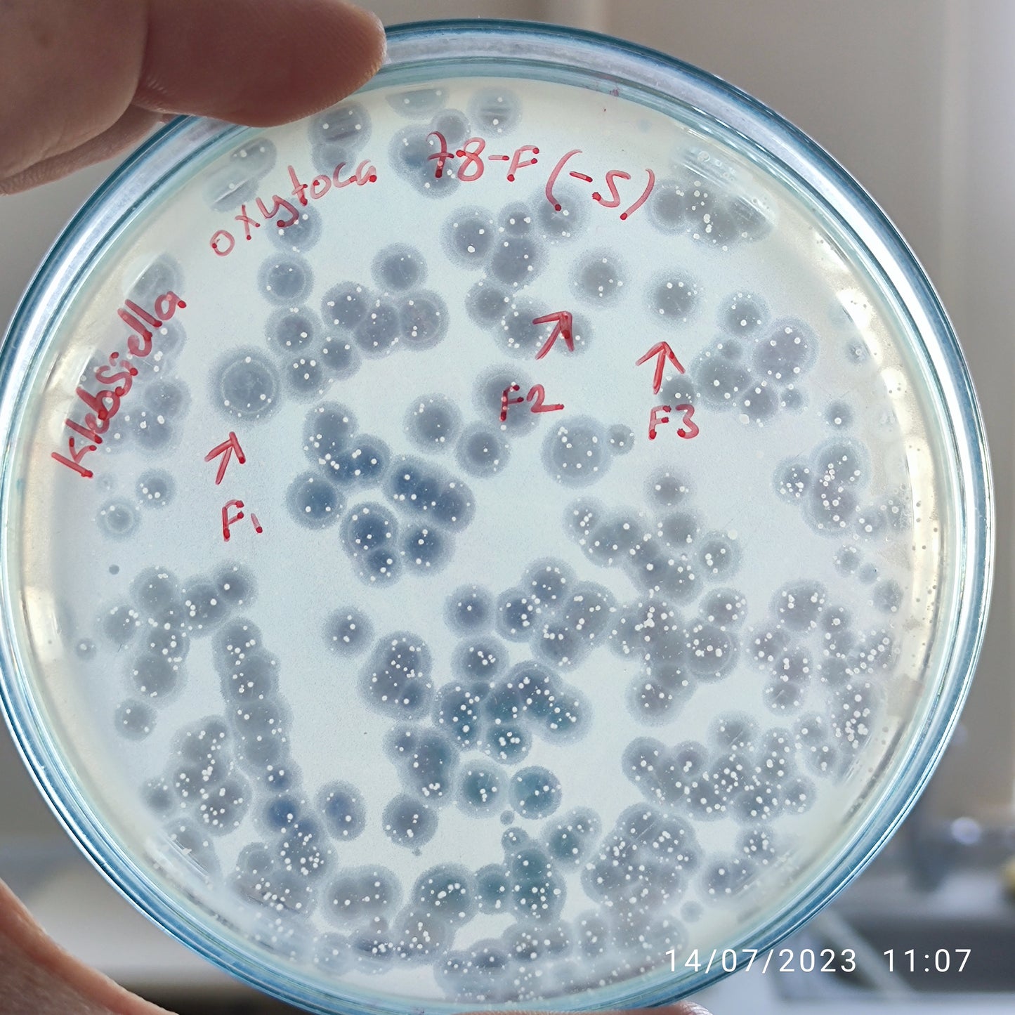 Klebsiella oxytoca bacteriophage 188078F