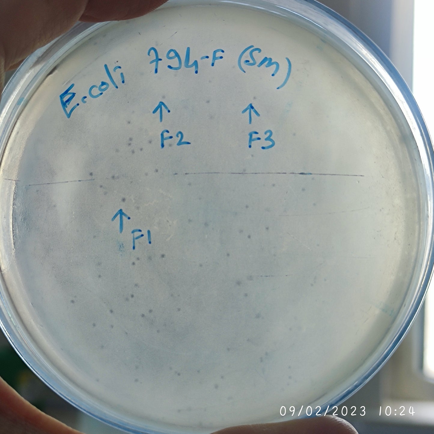 Escherichia coli bacteriophage 100794F