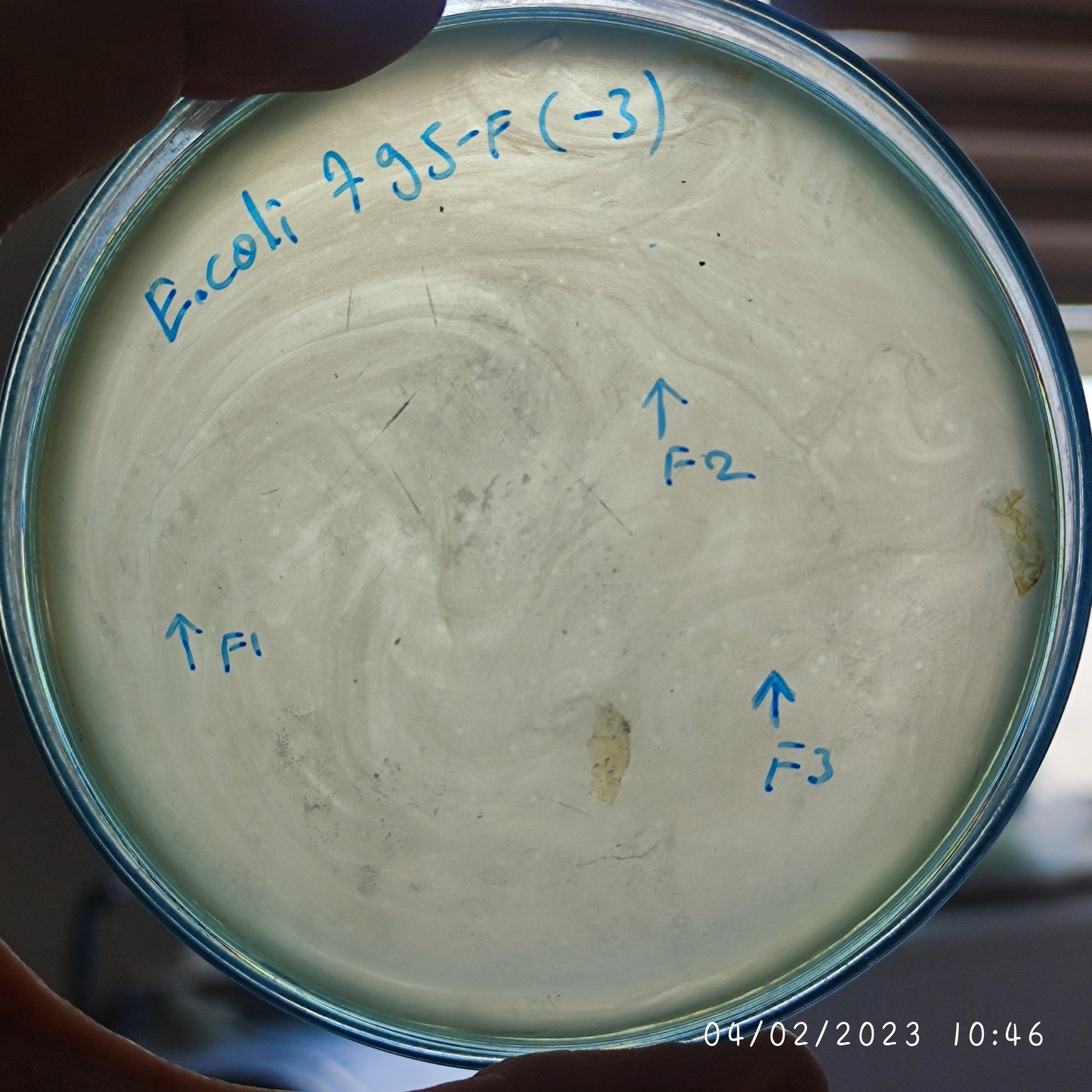 Escherichia coli bacteriophage 100795F