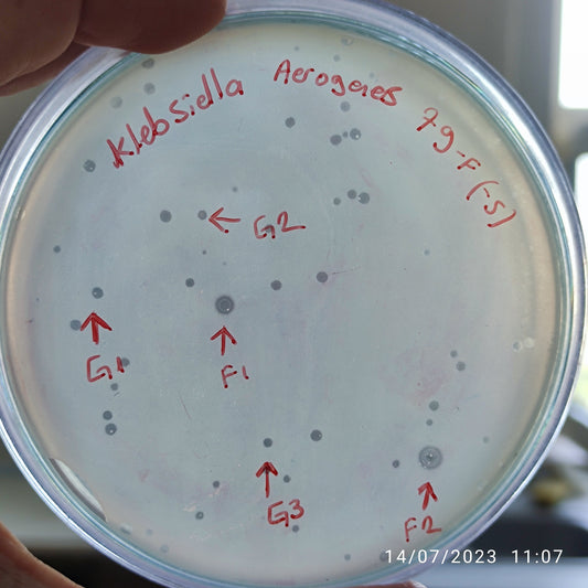 Klebsiella aerogenes bacteriophage 188079G