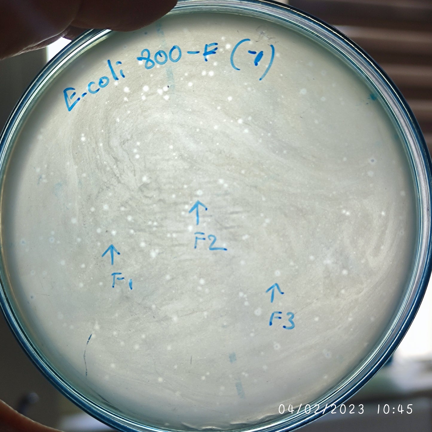 Escherichia coli bacteriophage 100800F