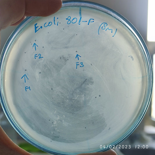 Escherichia coli bacteriophage 100801F
