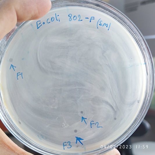 Escherichia coli bacteriophage 100802F