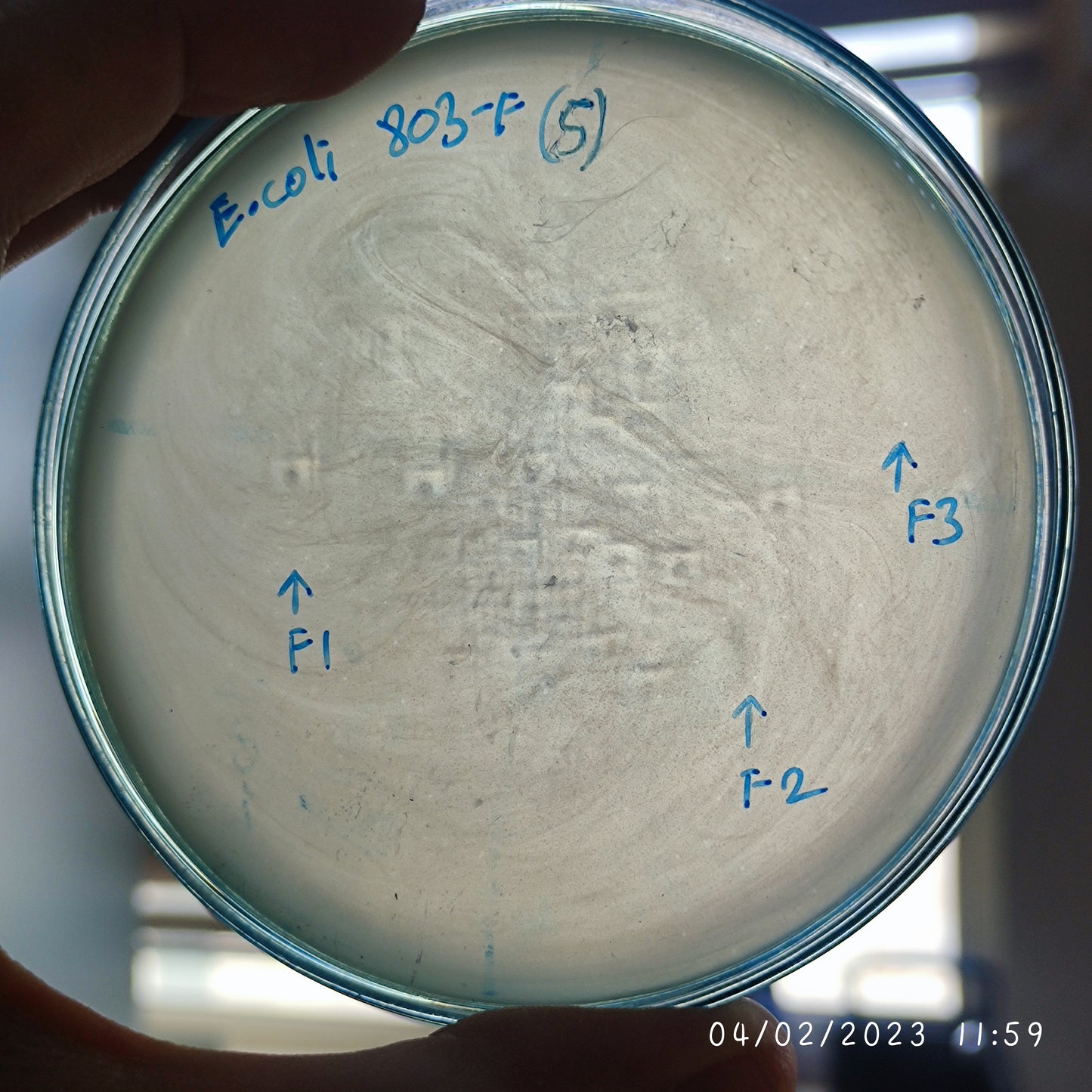 Escherichia coli bacteriophage 100803F