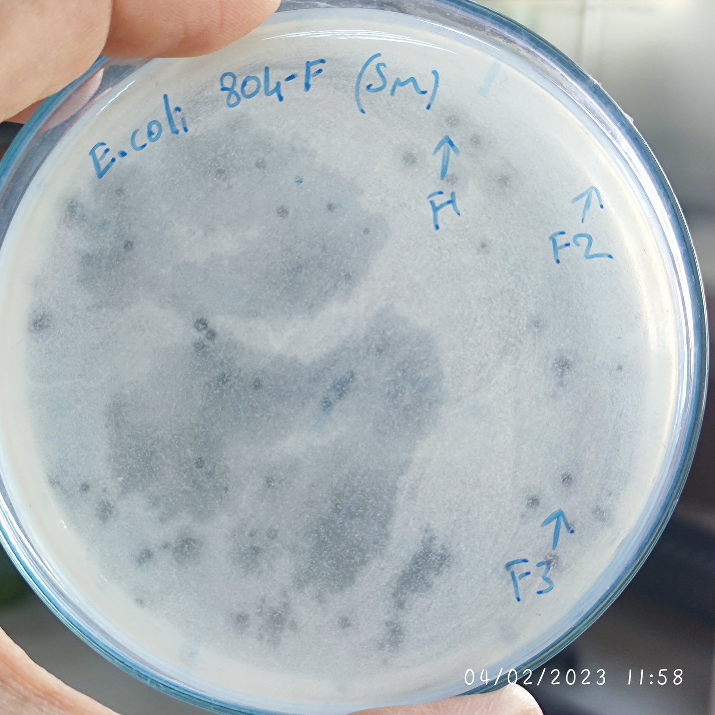 Escherichia coli bacteriophage 100804F
