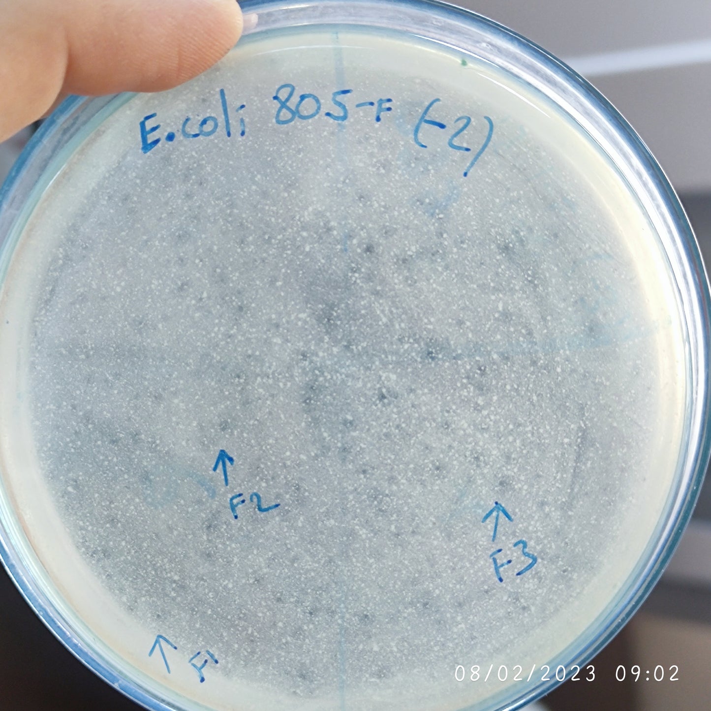 Escherichia coli bacteriophage 100805F