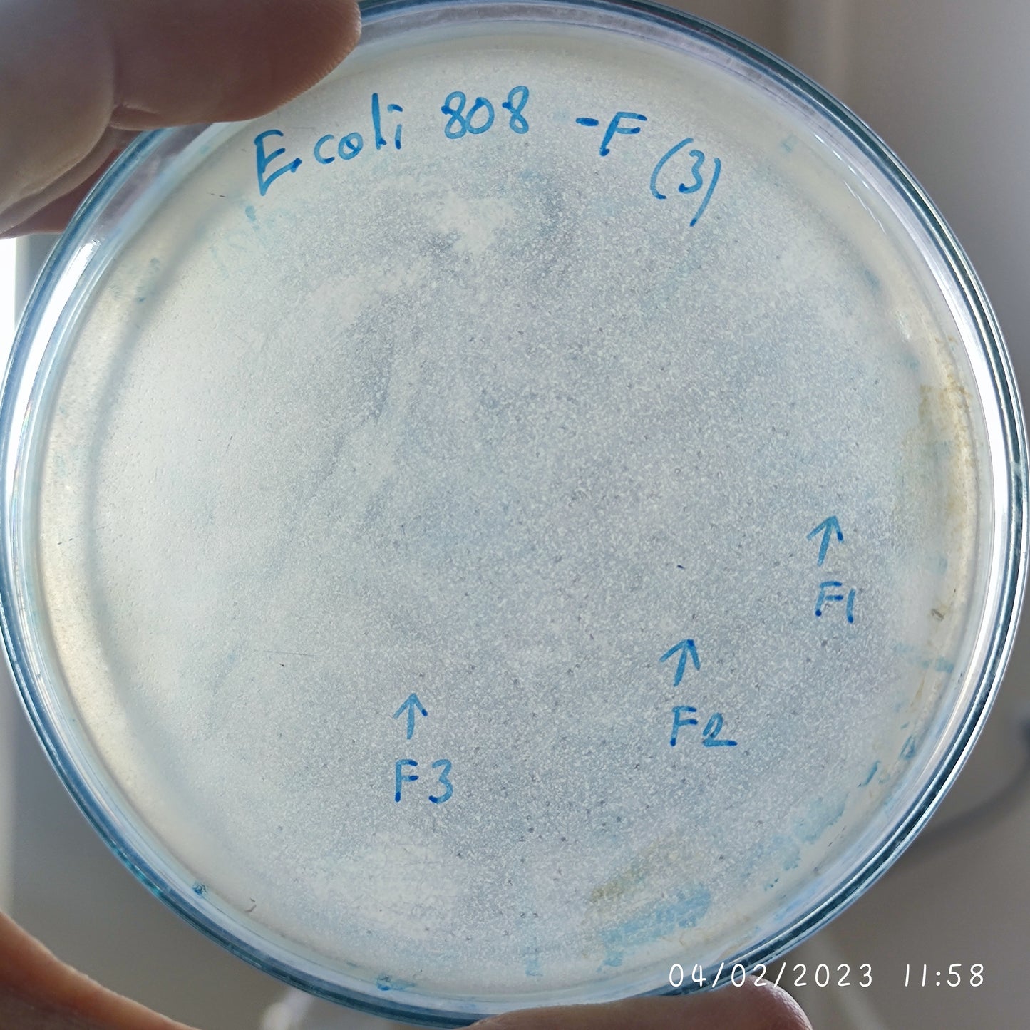 Escherichia coli bacteriophage 100808F