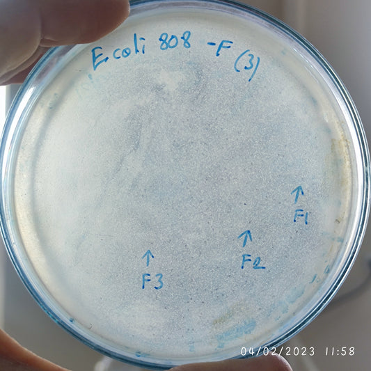 Escherichia coli bacteriophage 100808F