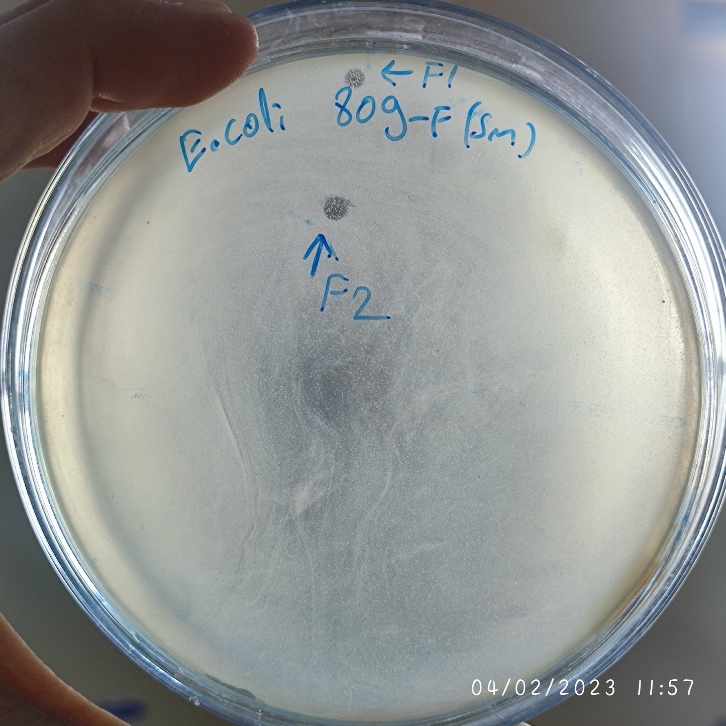 Escherichia coli bacteriophage 100809F
