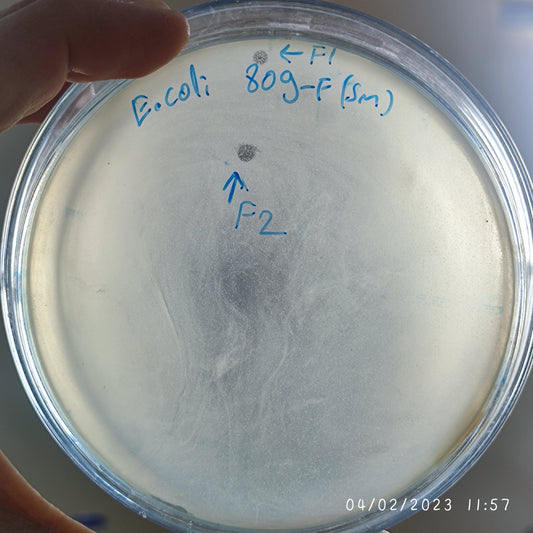 Escherichia coli bacteriophage 100809F