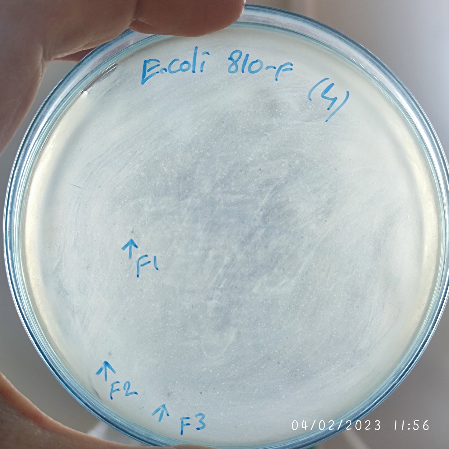 Escherichia coli bacteriophage 100810F