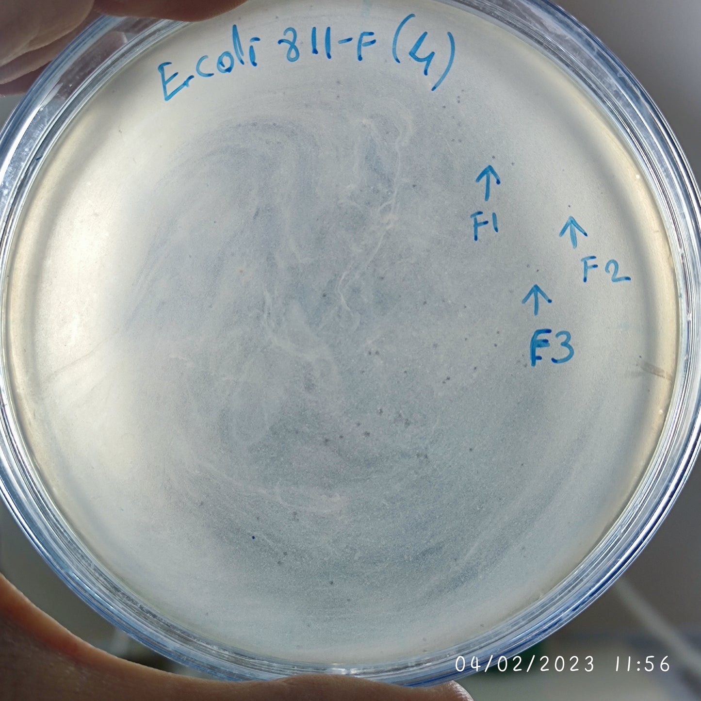 Escherichia coli bacteriophage 100811F