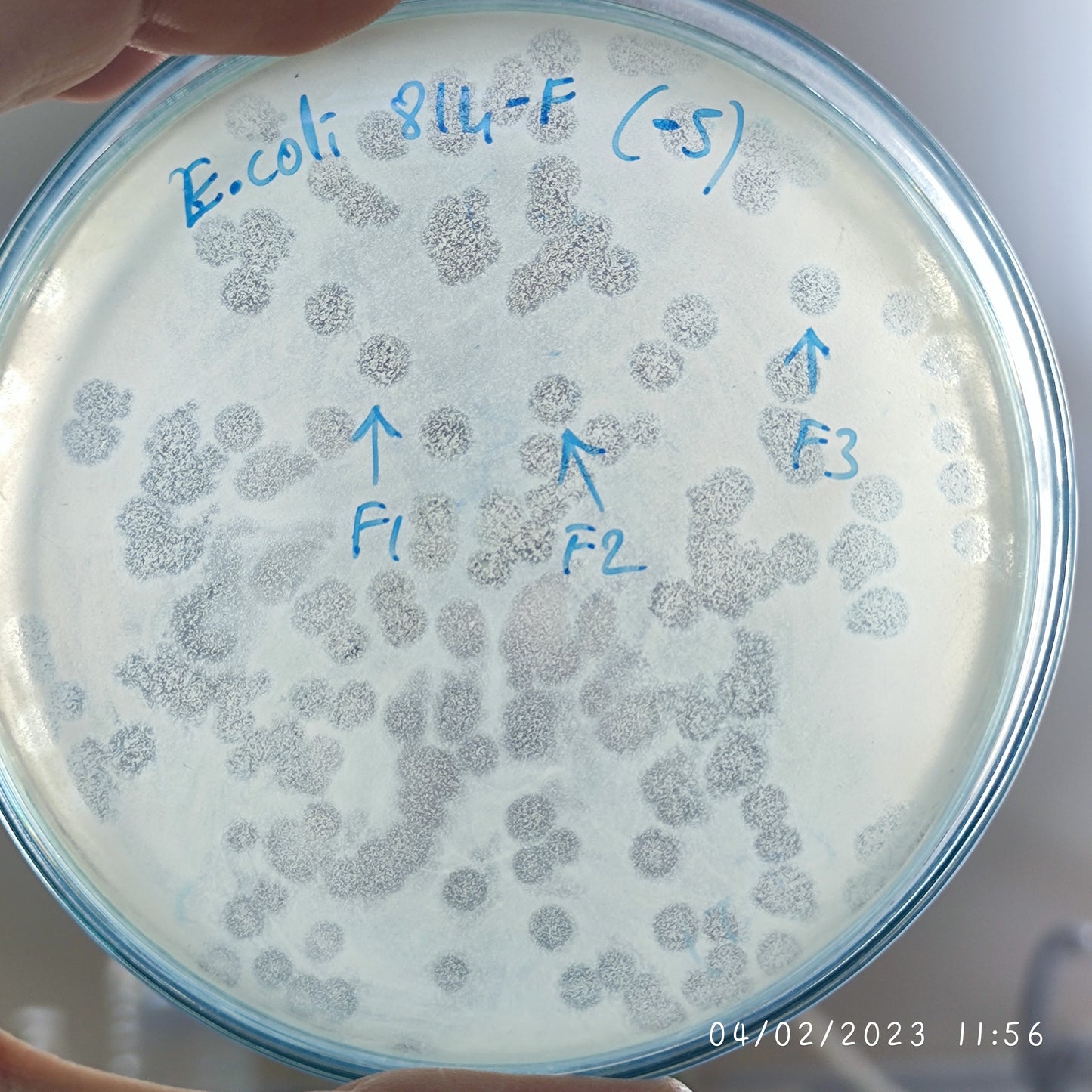 Escherichia coli bacteriophage 100814F