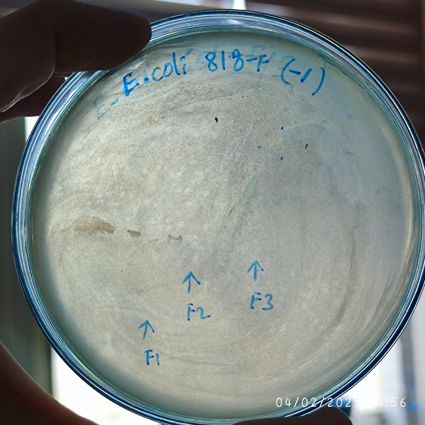 Escherichia coli bacteriophage 100818F