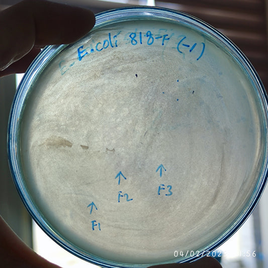 Escherichia coli bacteriophage 100818F