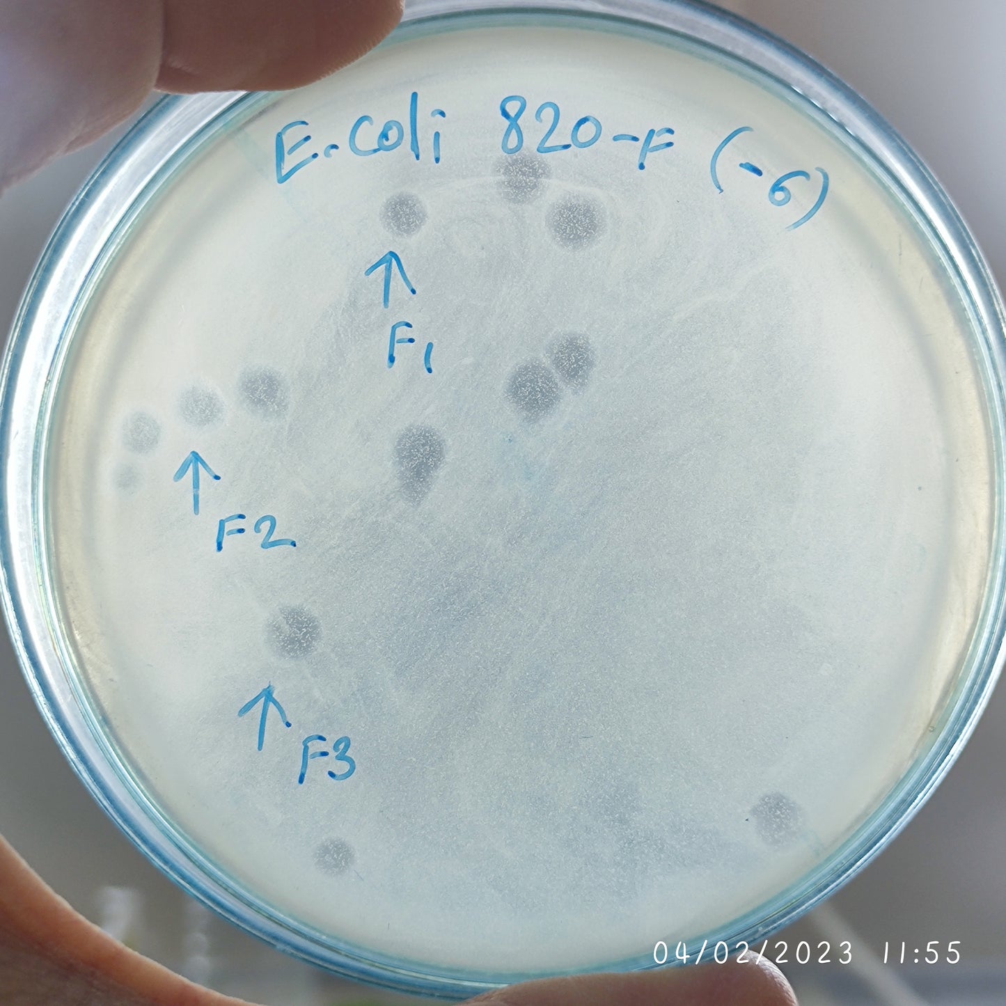 Escherichia coli bacteriophage 100820F