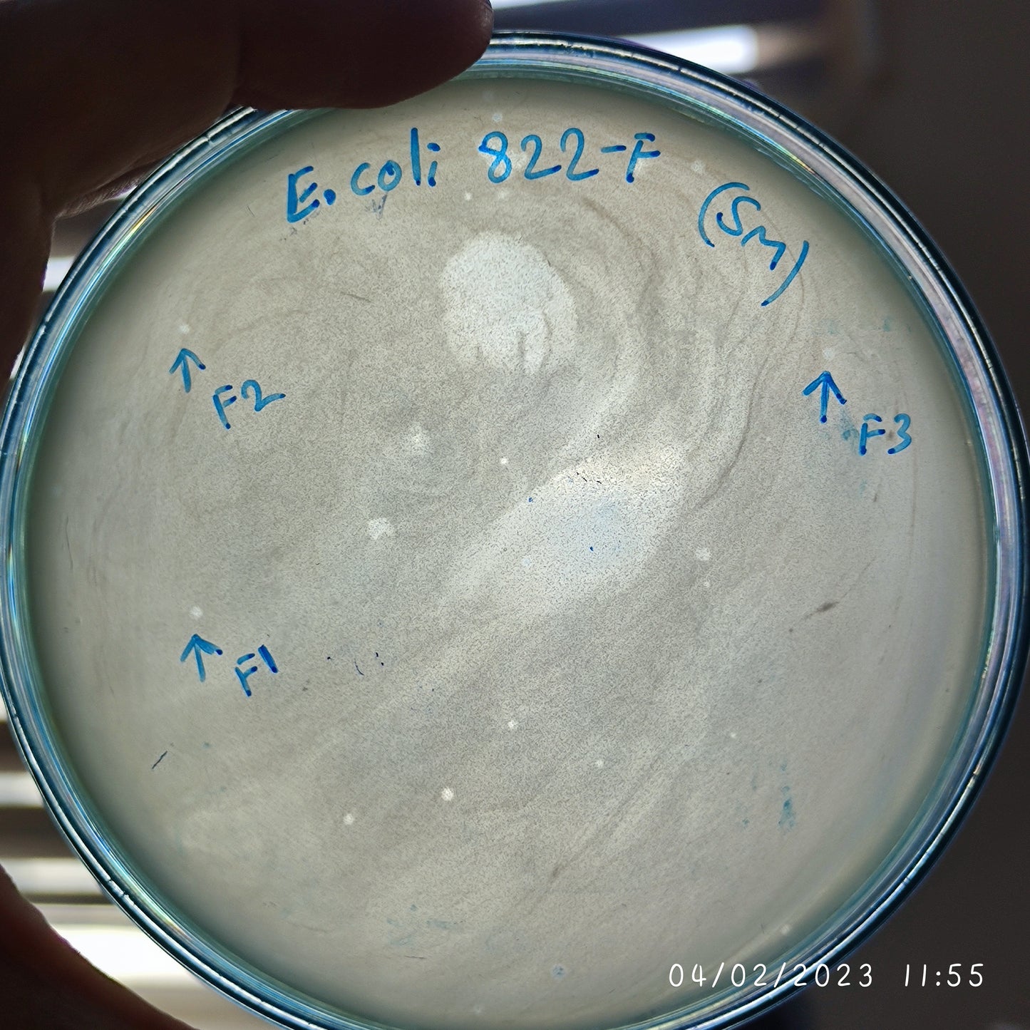 Escherichia coli bacteriophage 100822F