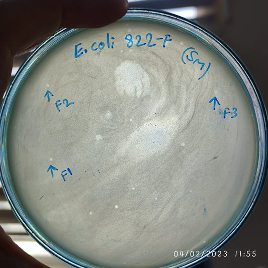 Escherichia coli bacteriophage 100822F