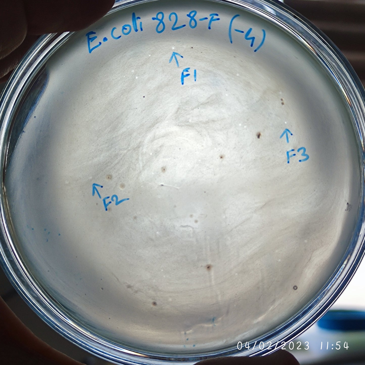 Escherichia coli bacteriophage 100828F