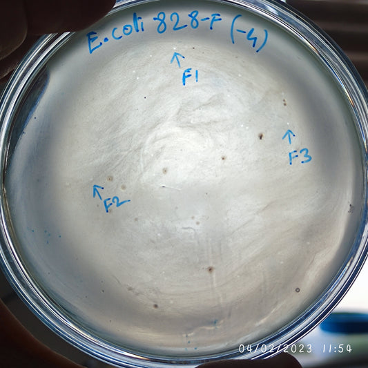 Escherichia coli bacteriophage 100828F