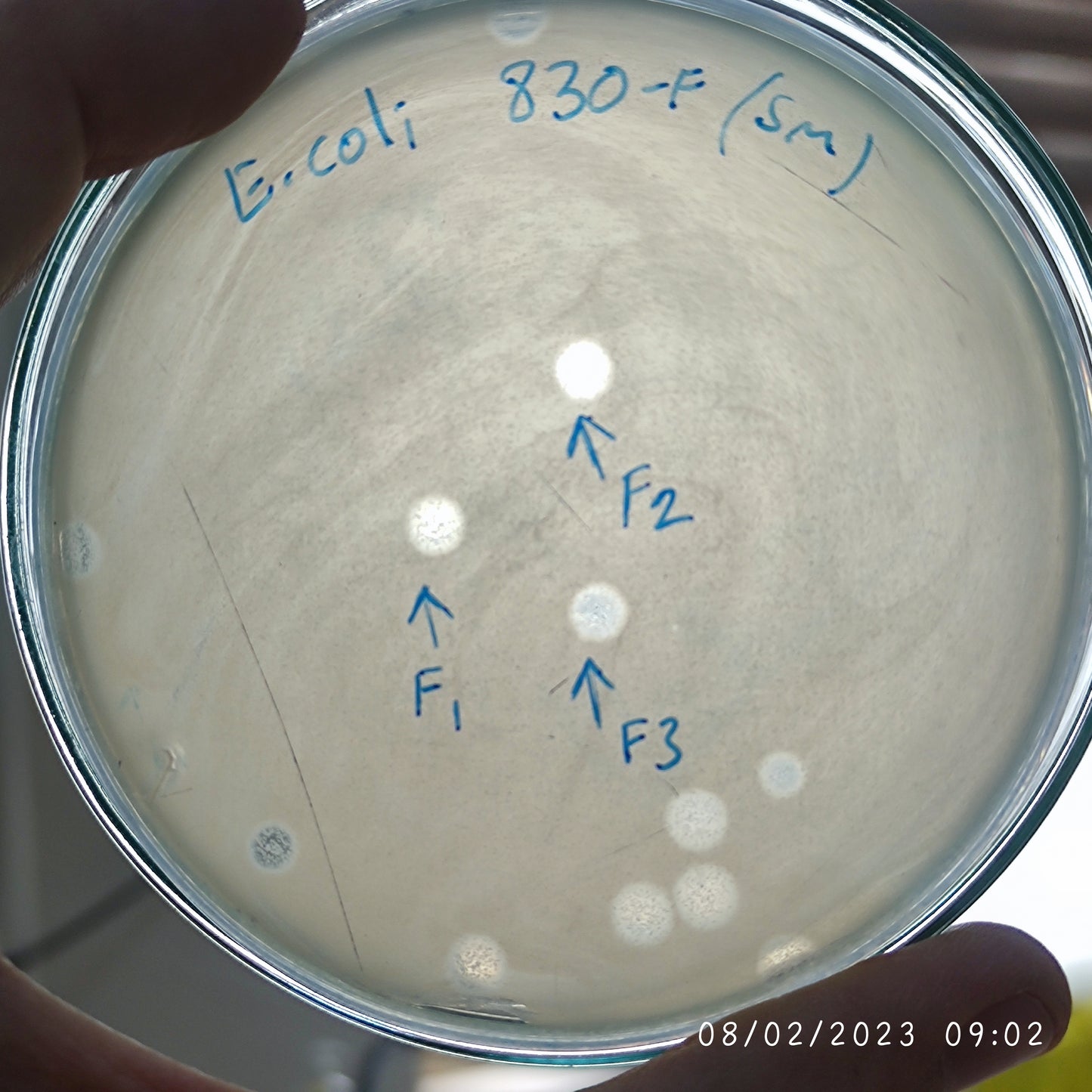 Escherichia coli bacteriophage 100830F