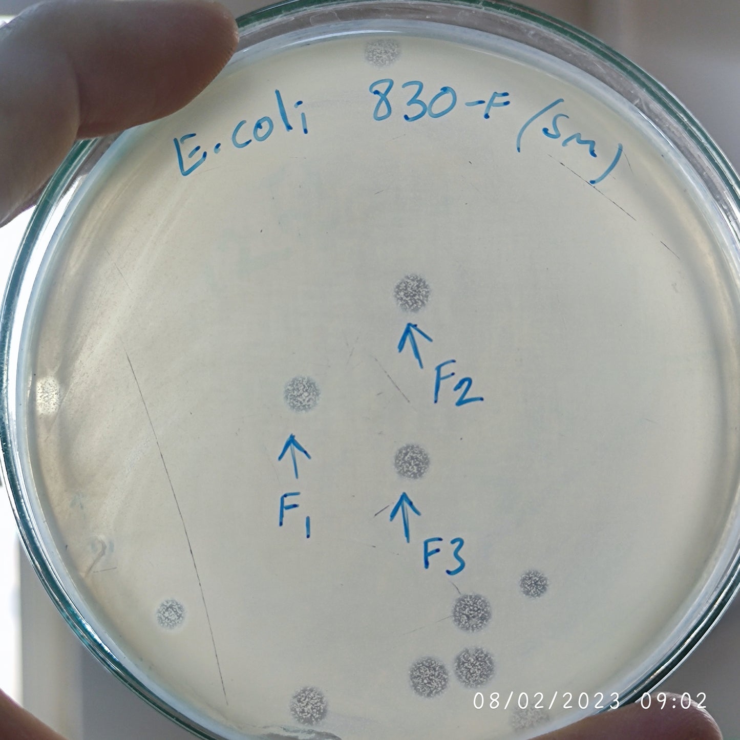 Escherichia coli bacteriophage 100830F