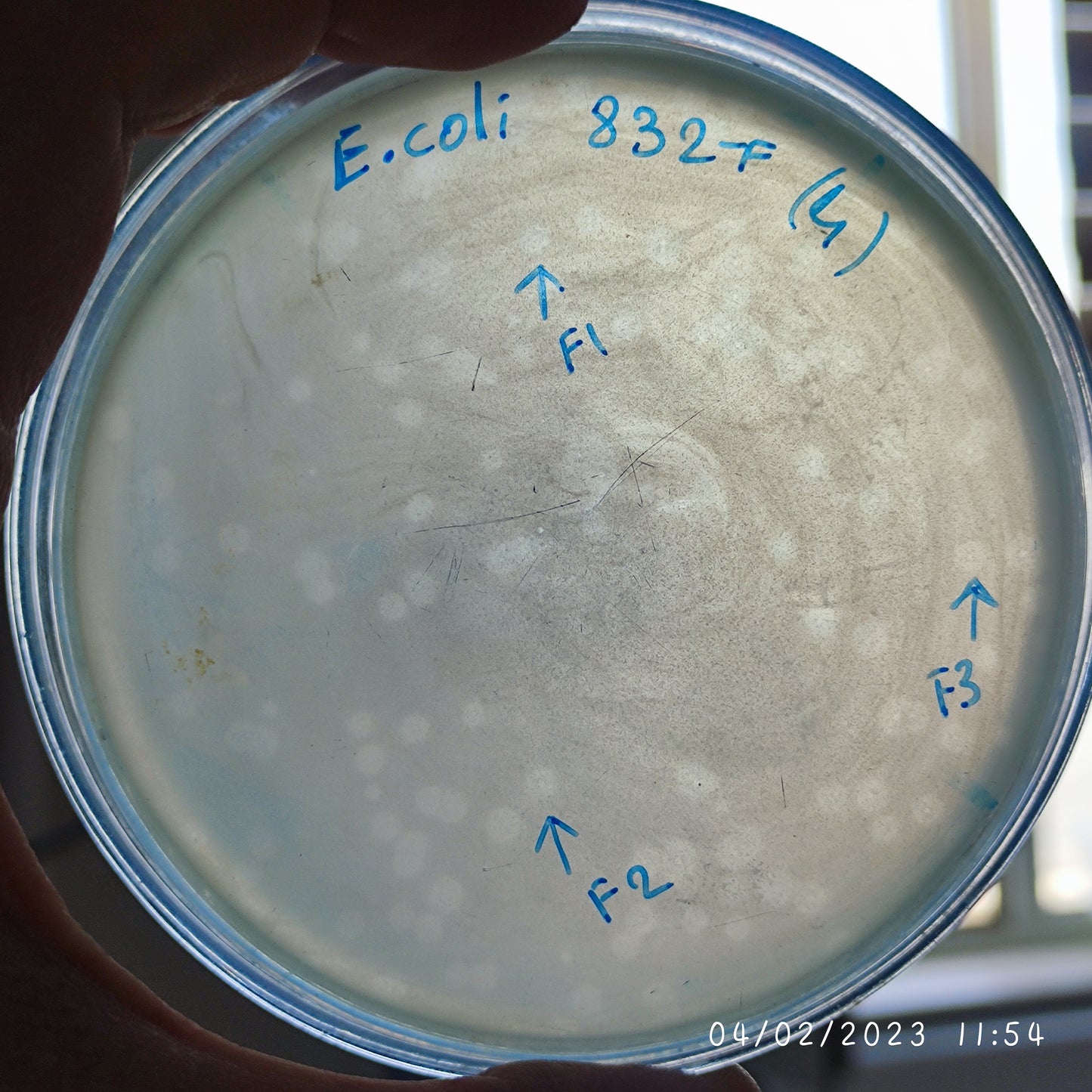 Escherichia coli bacteriophage 100832F