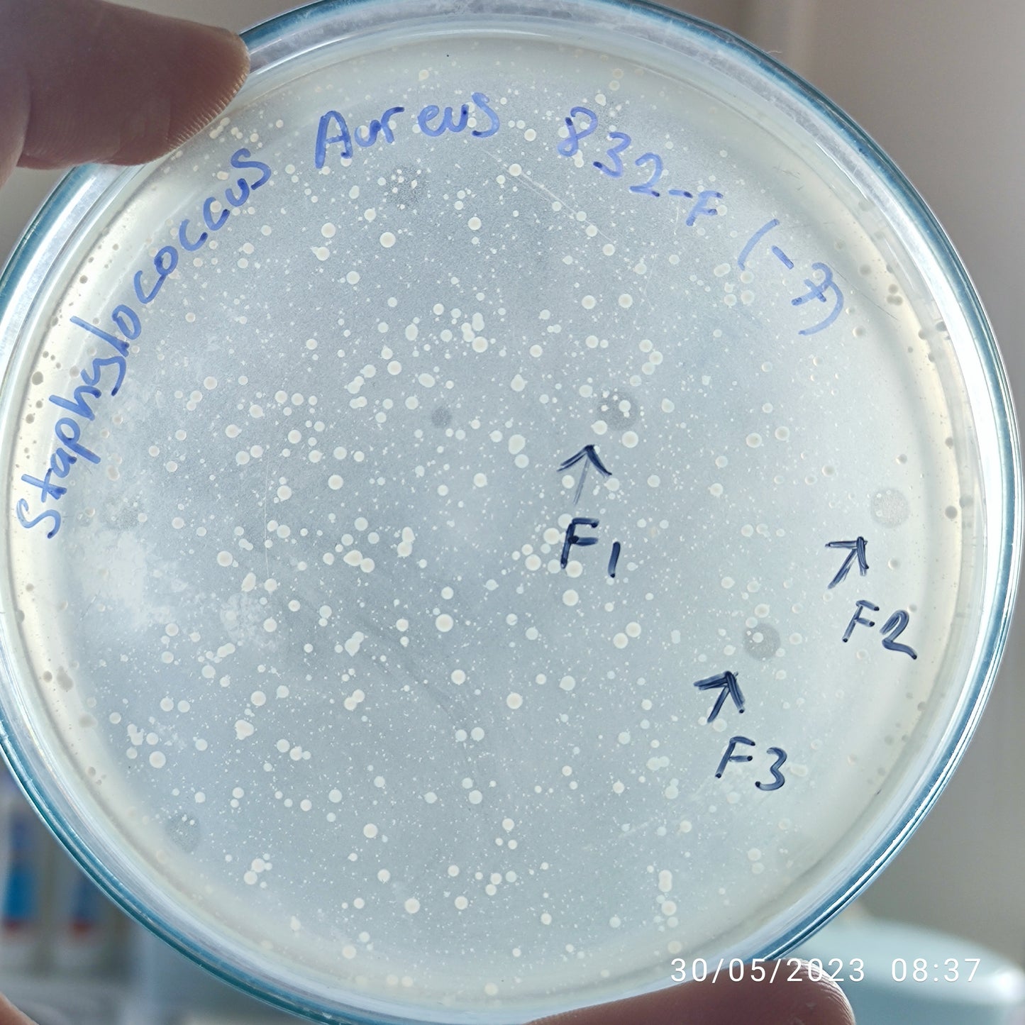 Staphylococcus aureus bacteriophage 152832F