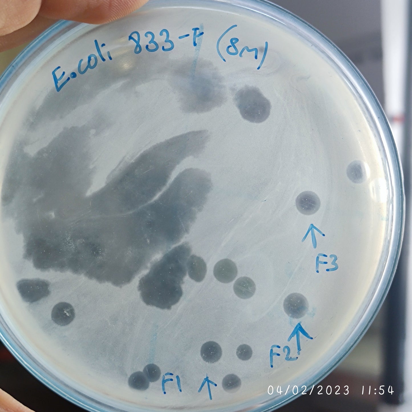 Escherichia coli bacteriophage 100833F