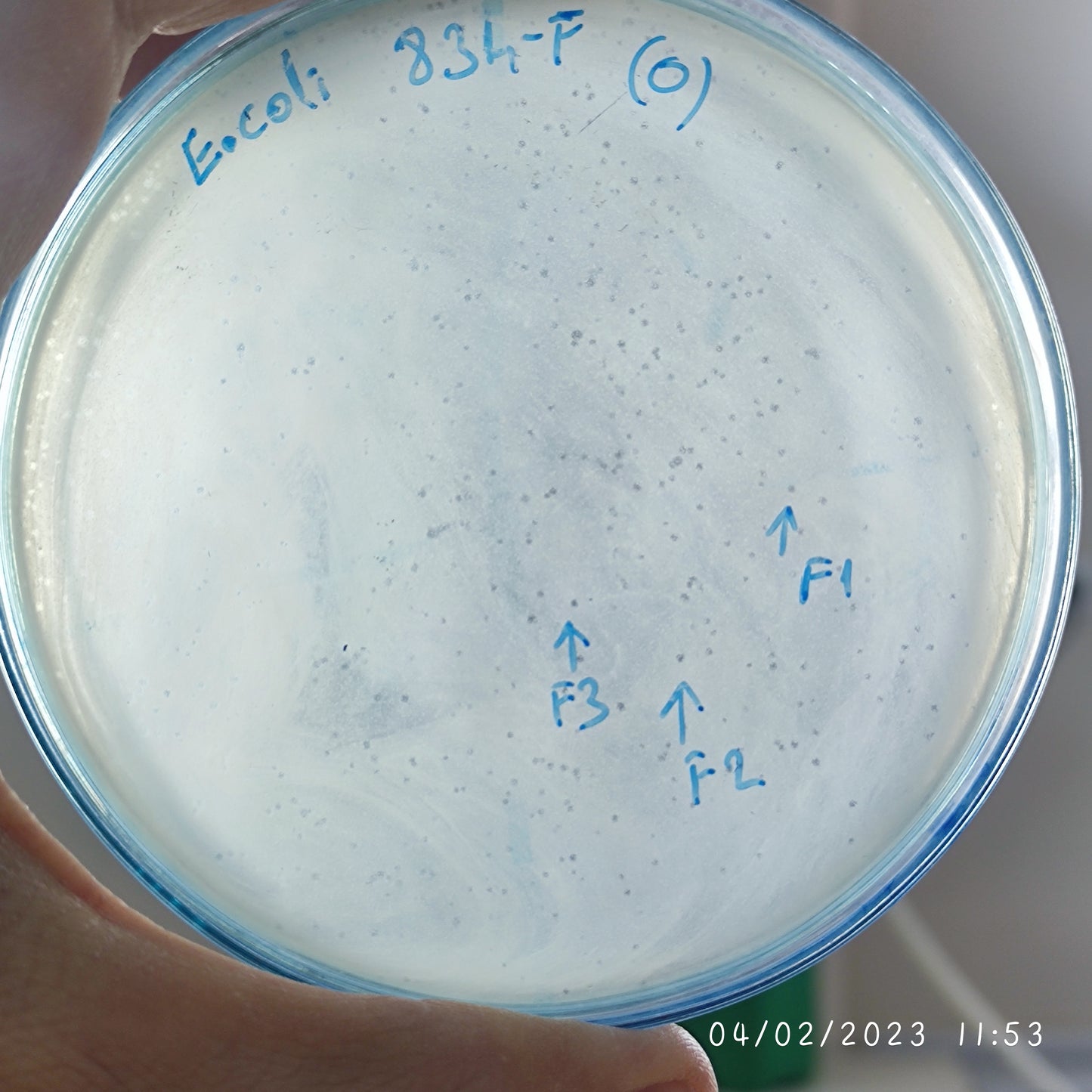 Escherichia coli bacteriophage 100834F