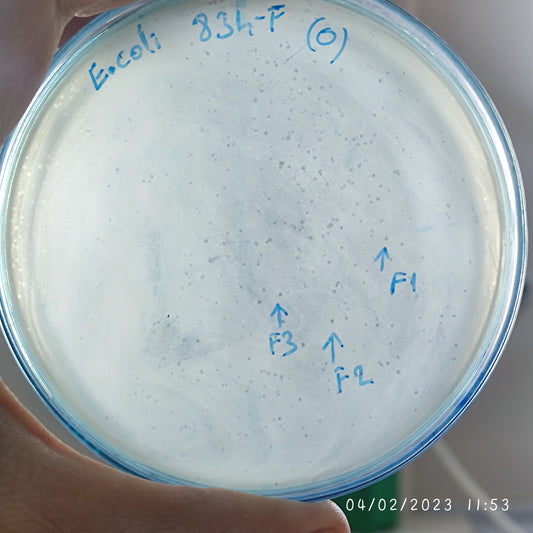 Escherichia coli bacteriophage 100834F