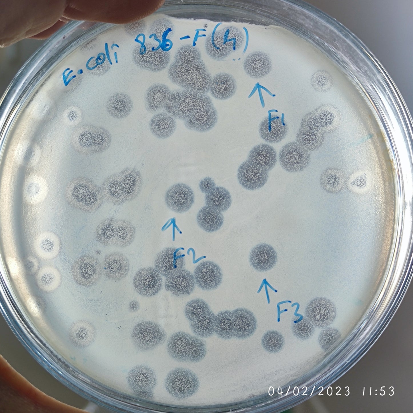 Escherichia coli bacteriophage 100836F