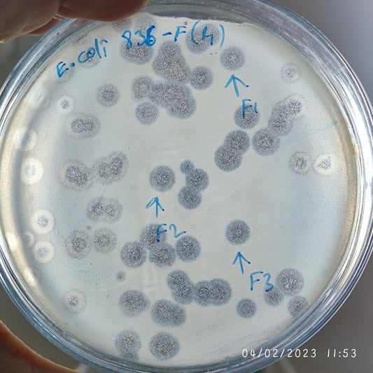 Escherichia coli bacteriophage 100836F
