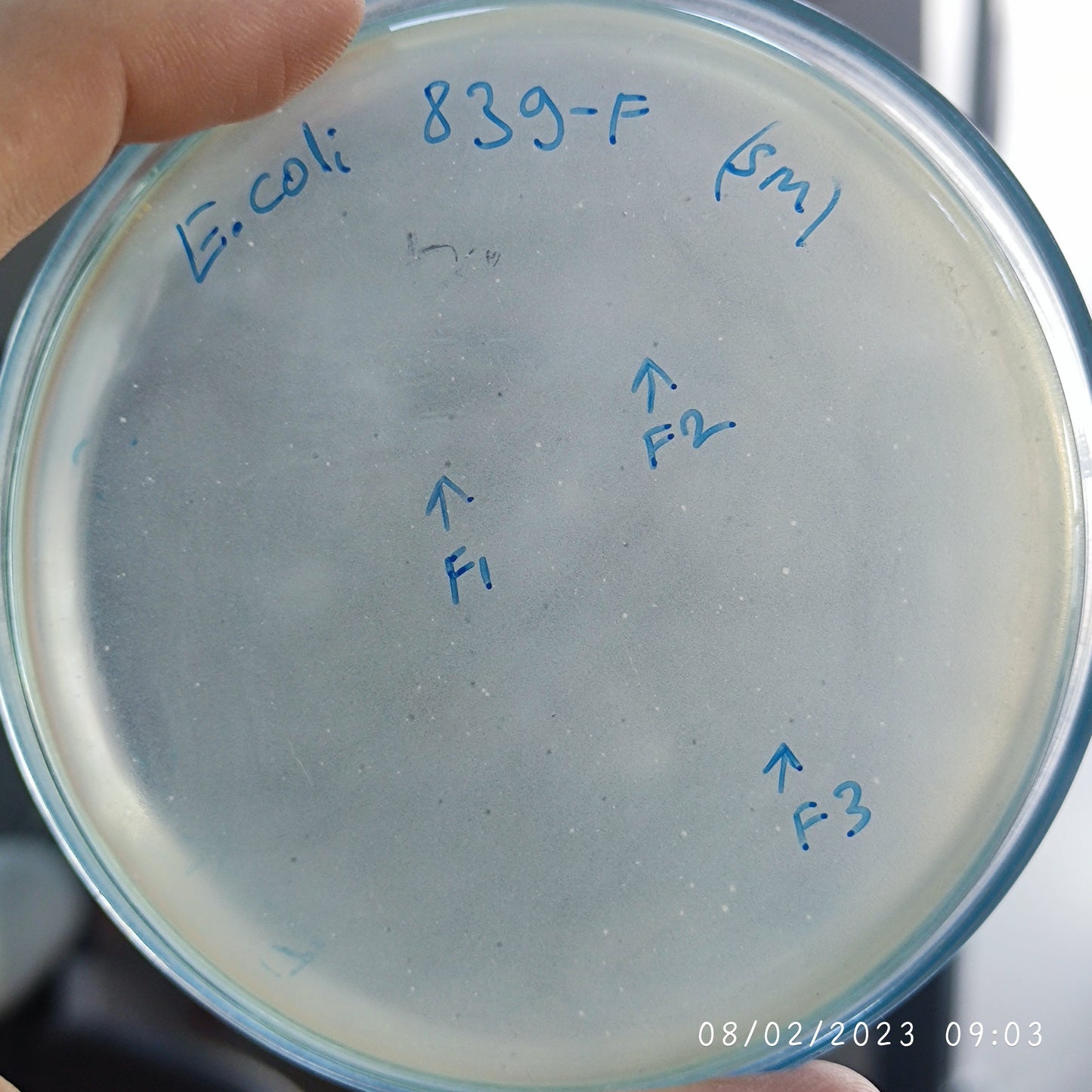Escherichia coli bacteriophage 100839F