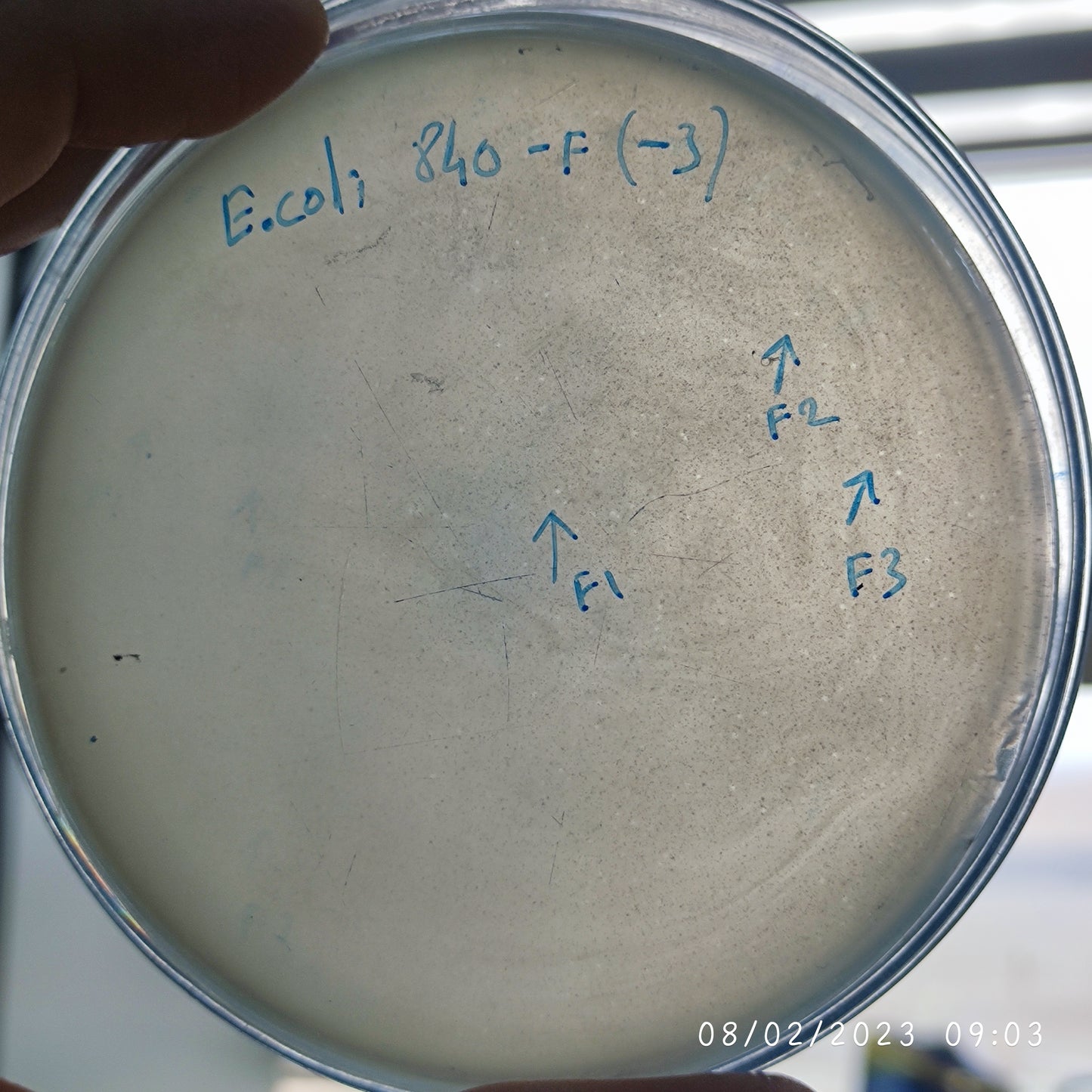 Escherichia coli bacteriophage 100840F