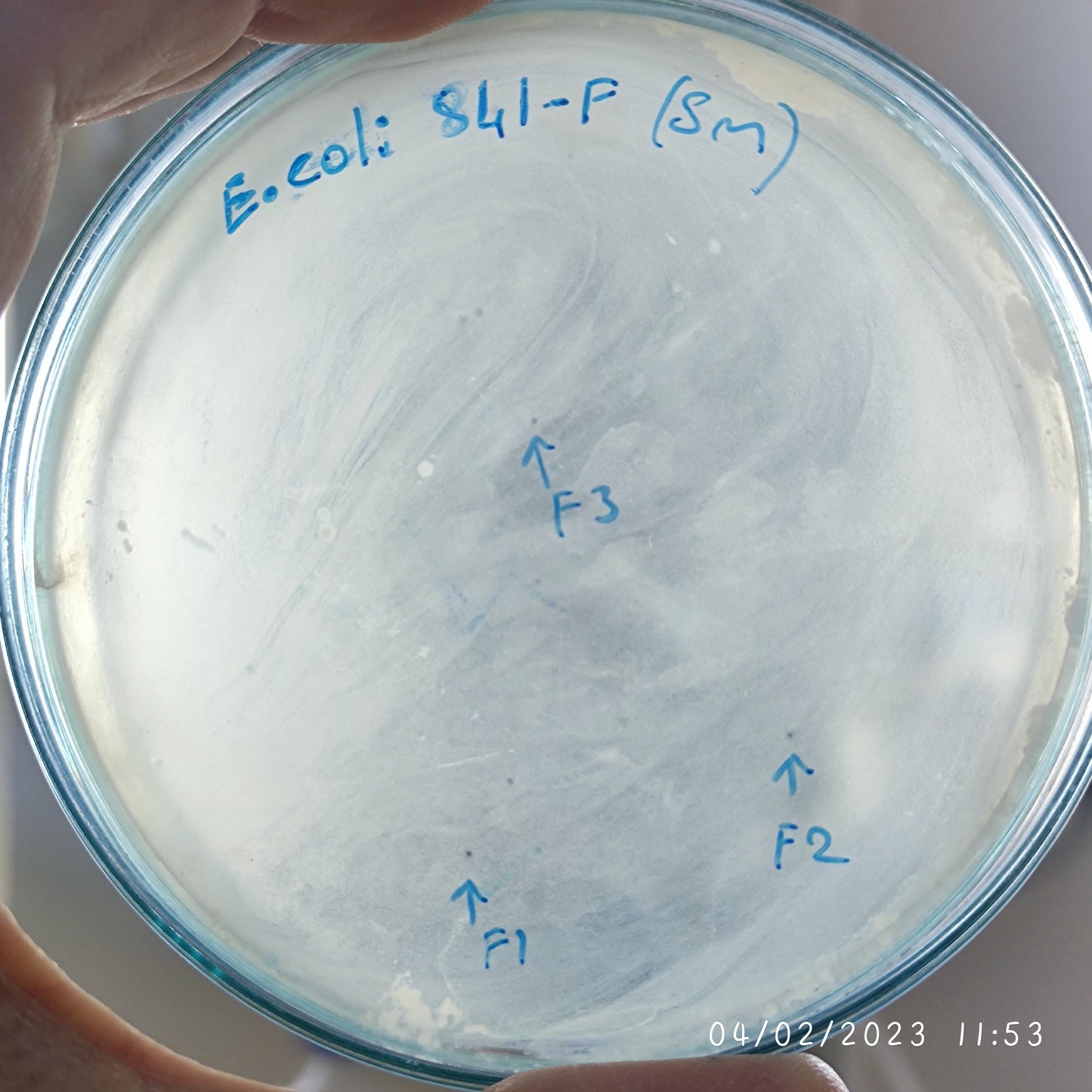 Escherichia coli bacteriophage 100841F
