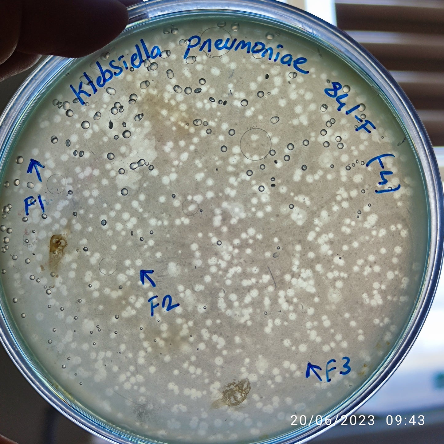 Klebsiella pneumoniae bacteriophage 180841F