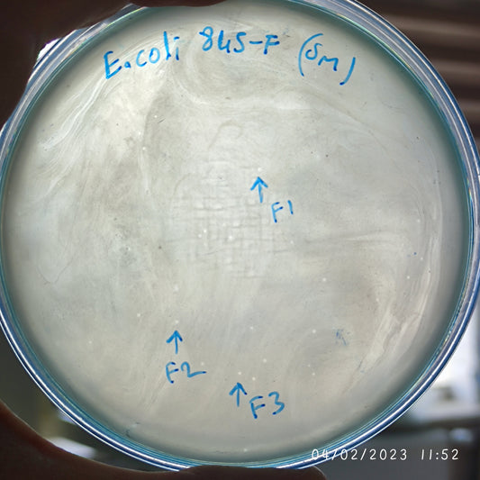 Escherichia coli bacteriophage 100845F