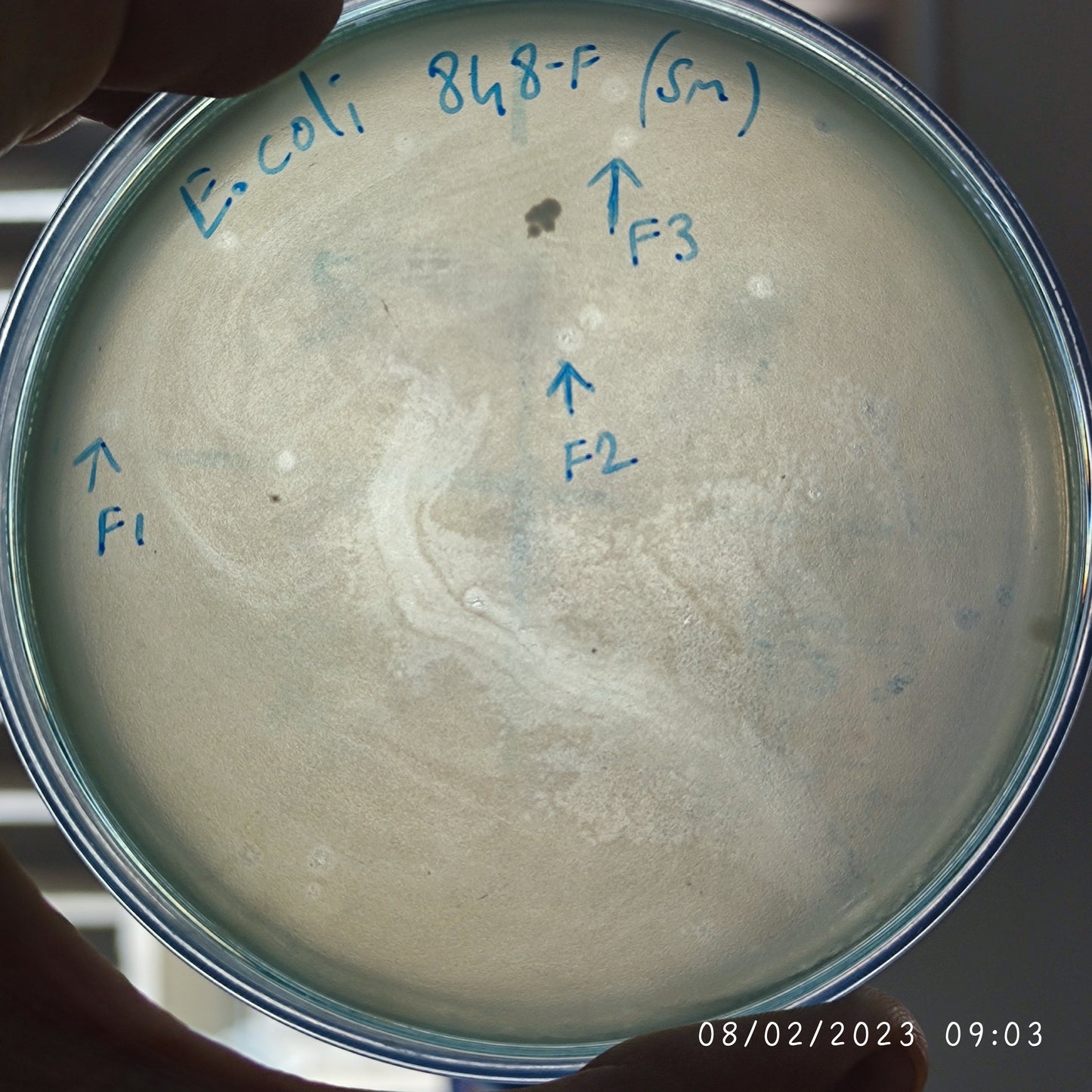 Escherichia coli bacteriophage 100848F