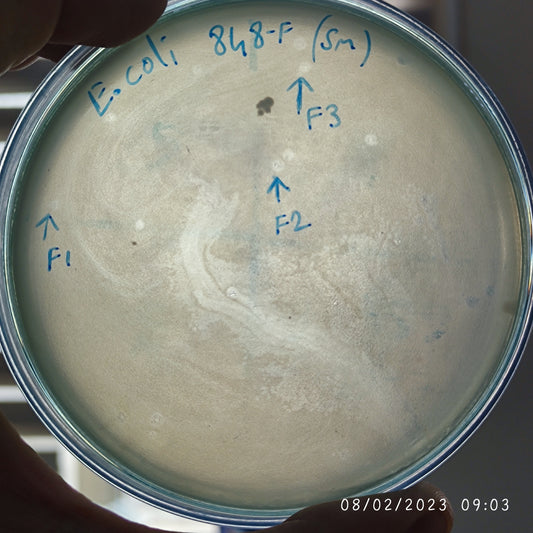 Escherichia coli bacteriophage 100848F