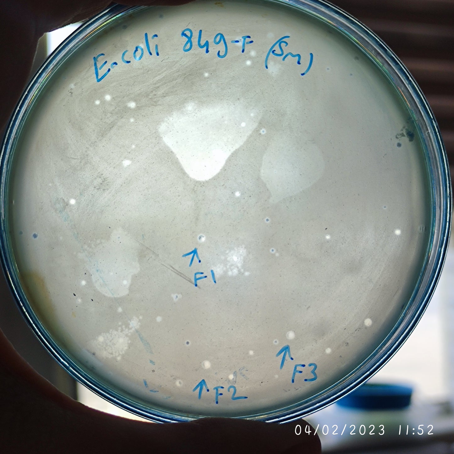 Escherichia coli bacteriophage 100849F