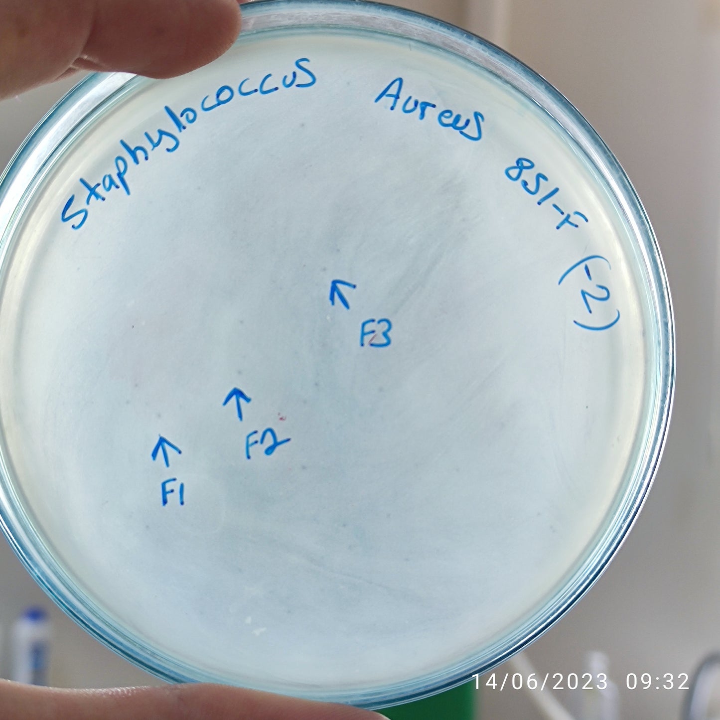 Staphylococcus aureus bacteriophage 152851F