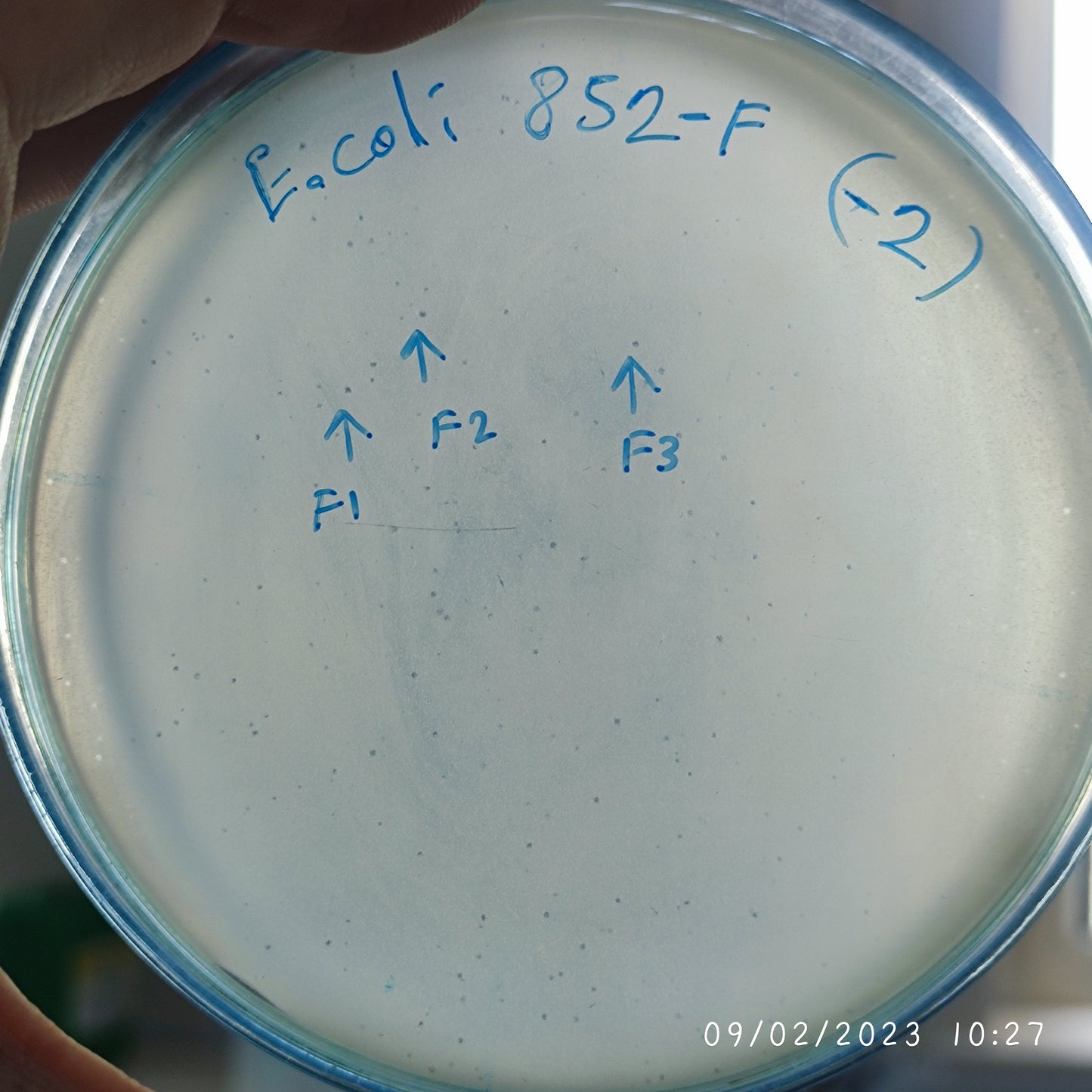 Escherichia coli bacteriophage 100852F
