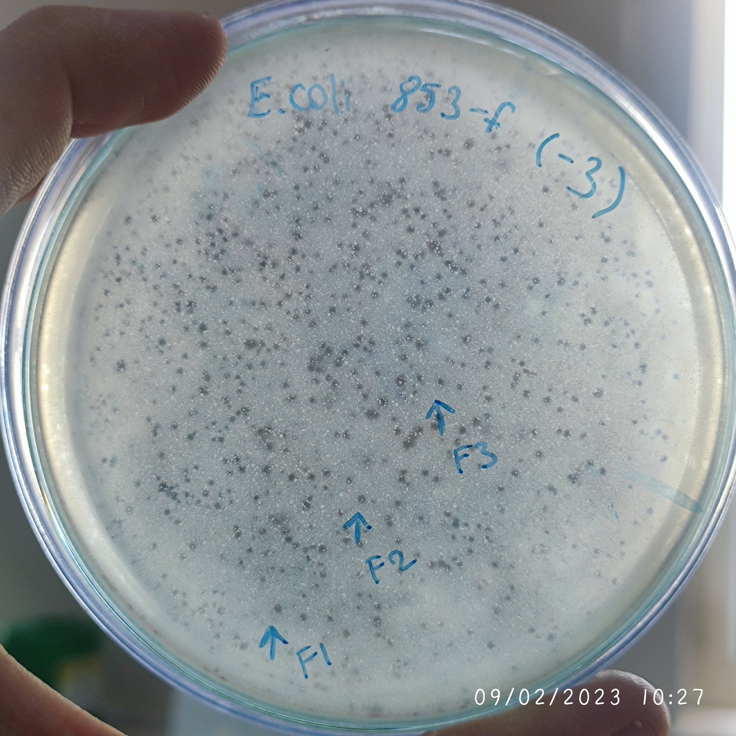 Escherichia coli bacteriophage 100853F