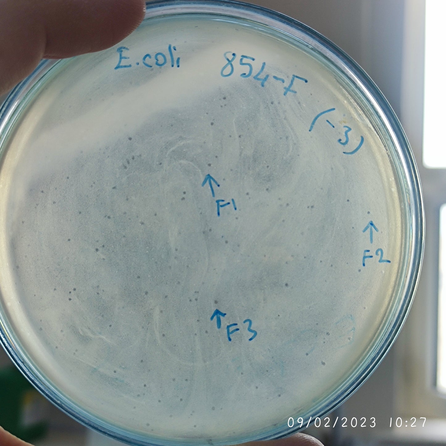 Escherichia coli bacteriophage 100854F